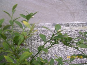100_3175.JPG