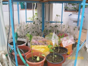 100_3184.JPG