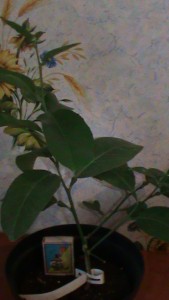 DSC00829.JPG