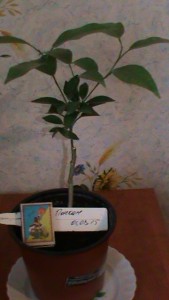 DSC00827.JPG