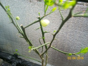100_3206.JPG