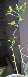 IMG_3690.JPG