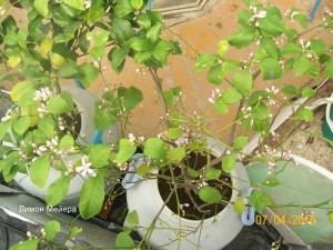 100_3234.JPG