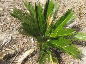 IMG_2521.jpg