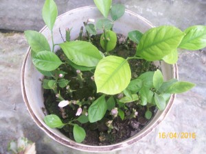 100_3334.JPG