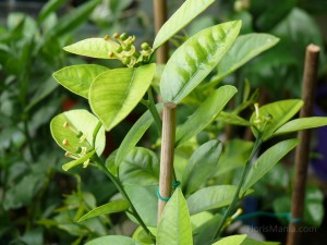 Apireno.jpg (24.24 КБ) 23697 просмотров Apireno.jpg