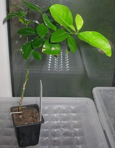 03.jpg (20.81 КБ) 23684 просмотра 03.jpg