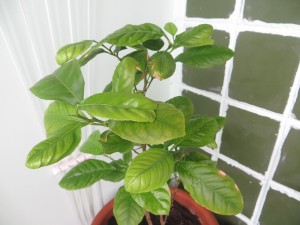 IMG_6884.JPG