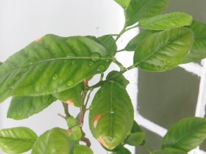 IMG_6886.JPG