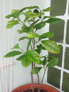 IMG_6887.JPG