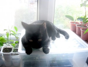 IMG_1895.jpg (62.52 КБ) 25872 просмотра IMG_1895.jpg