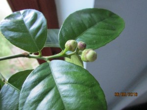 IMG_2950.JPG