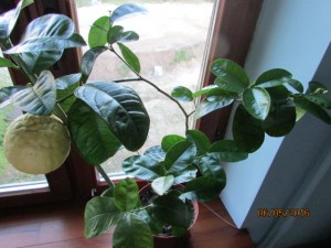 IMG_2949.JPG