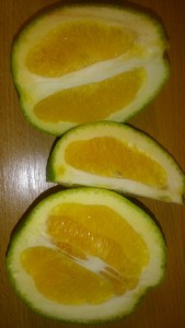 K54ToAId-dg_500x889.jpg