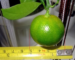 IMG_3701.JPG