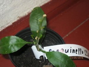 IMG_4370.jpg