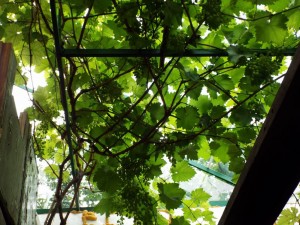 DSCF0370.JPG