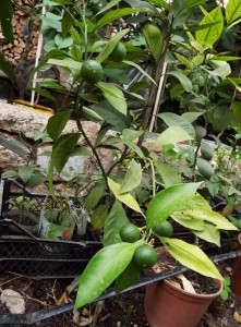DSCF0368.JPG
