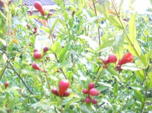 P1011201.JPG
