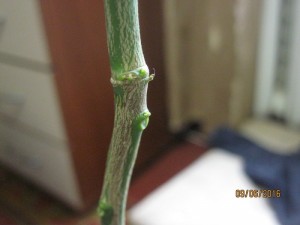 IMG_4393.jpg
