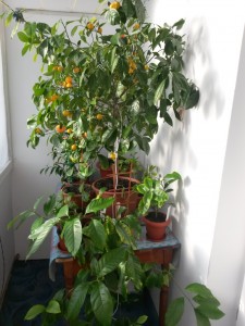 20141215_131920.jpg (24.79 КБ) 11446 просмотров 20141215_131920.jpg