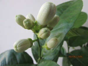 IMG_3236.JPG