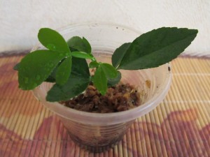 IMG_0595.JPG