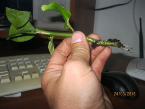 IMG_4406.jpg