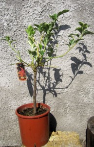 IMG_4124.JPG