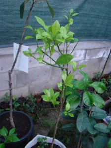 DSC01150.jpg