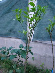 DSC01154.jpg