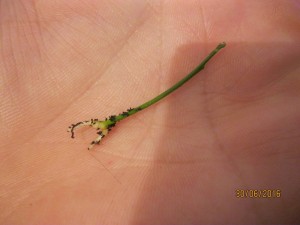 IMG_4424.jpg