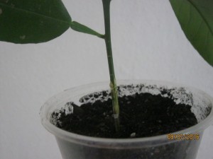 IMG_4469.jpg