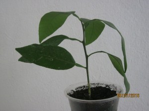 IMG_4470.jpg
