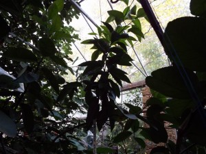 DSCF0398.JPG