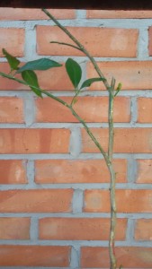 20160712_091938.jpg