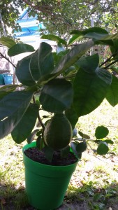 20160712_092335.jpg