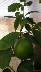 20160712_092354.jpg