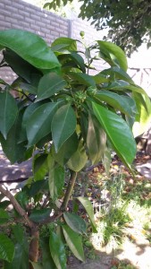 20160712_092914.jpg