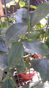 20160712_093335.jpg