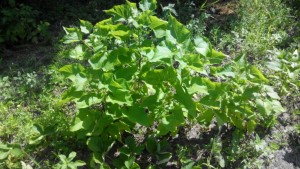 IMG_20160717_35103.jpg