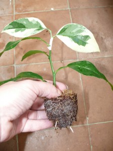 makrophila.jpg