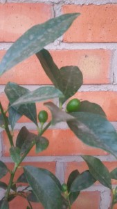 20160713_113155.jpg