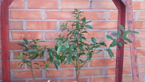 20160806_081339.jpg
