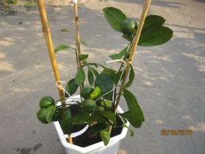 IMG_4490.jpg