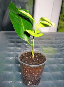 C. clementina Rubino.jpg