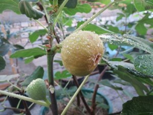 IMG_2886 (Copy).JPG