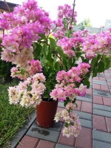 20160814_163654.jpg