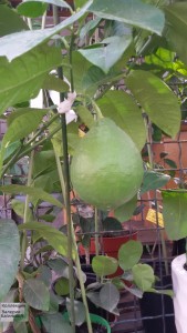 20160822_084358.jpg