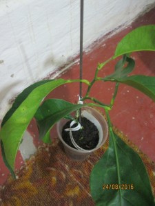 IMG_4528.jpg